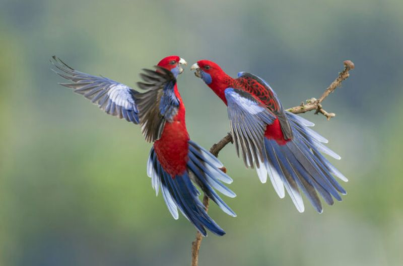 xem hình ảnh các loài chim đẹp
